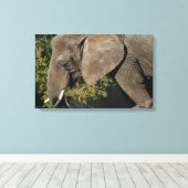 Elephant Wrapped Canvas Leinwanddruck (Insitu (Holzboden))
