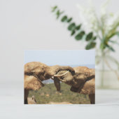 Elephanten Tussling Postcard Postkarte (Stehend Vorderseite)