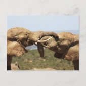 Elephanten Tussling Postcard Postkarte (Vorderseite)