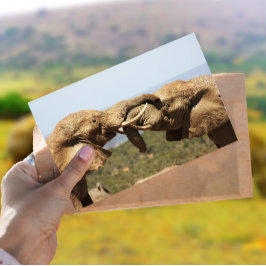 Elephanten Tussling Postcard Postkarte