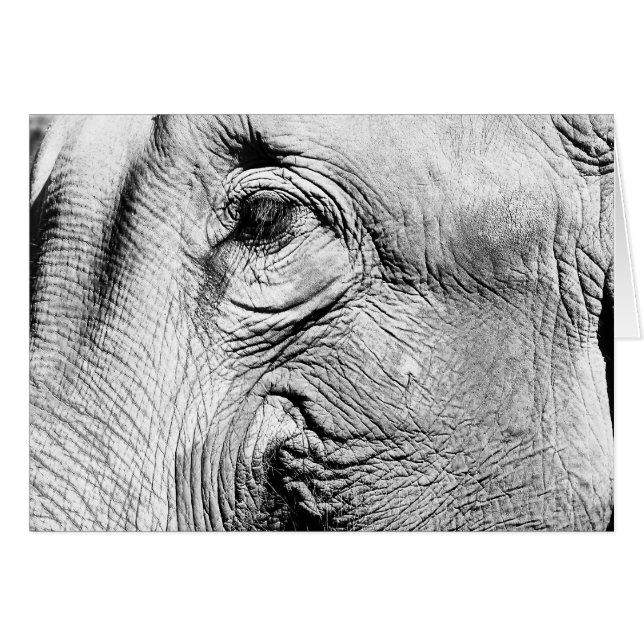 Elephants Eye, 2017 (Vorderseite (Horizontal))