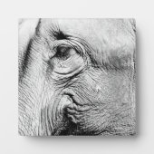 Elephants Eye, 2017 Fotoplatte (Vorderseite)