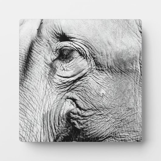 Elephants Eye, 2017 Fotoplatte (Vorderseite)