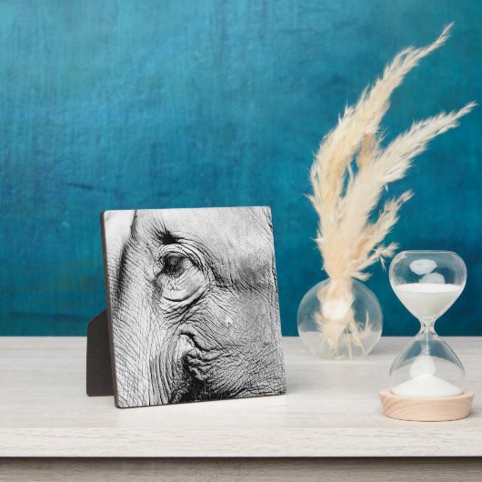 Elephants Eye, 2017 Fotoplatte (InSitu)