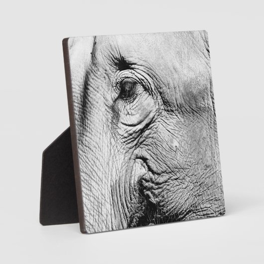 Elephants Eye, 2017 Fotoplatte (Vorderseite)