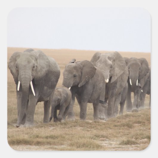 Elephants Safari auf Display Stickers (Vorderseite)