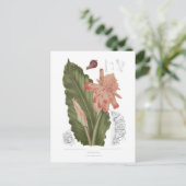 Elettaria speciosa postkarte (Stehend Vorderseite)
