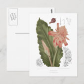 Elettaria speciosa postkarte (Vorne/Hinten)