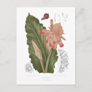 Elettaria speciosa postkarte