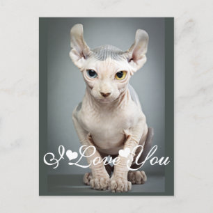 Elf Sphinx Cat Foto Image I Liebe You Postkarte