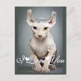 Elf Sphinx Cat Foto Image I Liebe You Postkarte