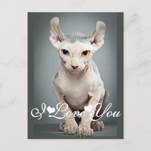 Elf Sphinx Cat Foto Image I Liebe You Postkarte (Vorderseite)