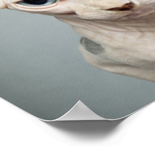 Elf Sphinx Cat Fotograf Poster (Ecke)