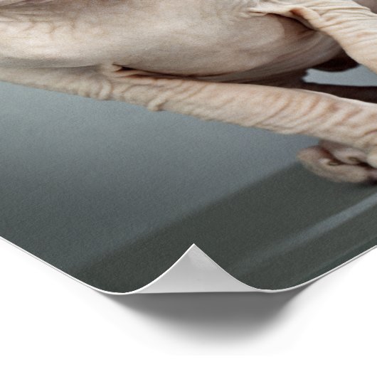 Elf Sphinx Cat Fotograf Poster (Ecke)