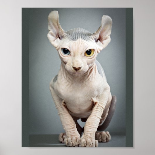 Elf Sphinx Cat Fotograf Poster (Vorne)