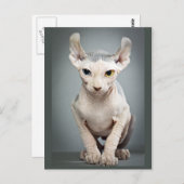 Elf Sphinx Cat Fotograf Postkarte (Vorne/Hinten)