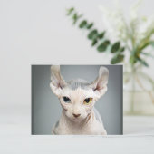 Elf Sphinx Cat Fotograf Postkarte (Stehend Vorderseite)