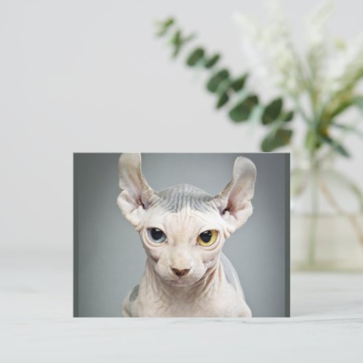 Elf Sphinx Cat Fotograf Postkarte (Stehend Vorderseite)