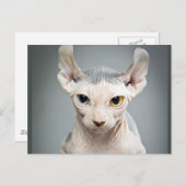 Elf Sphinx Cat Fotograf Postkarte (Vorne/Hinten)