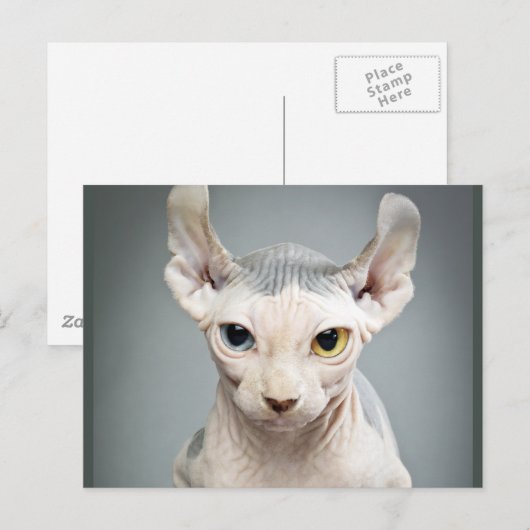 Elf Sphinx Cat Fotograf Postkarte (Vorne/Hinten)
