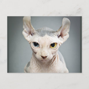 Elf Sphinx Cat Fotograf Postkarte