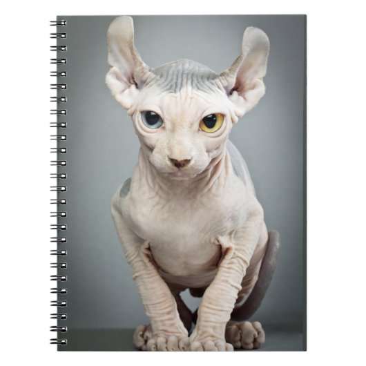 Elf-Sphinx-Katzen-Fotografie Notizblock (Vorderseite)