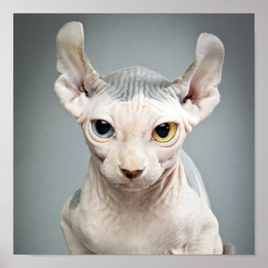 Elf-Sphinx-Katzenfotografie Poster (Vorne)