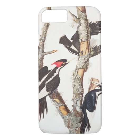 Elfenbein-berechneter Specht, 1829, () Case-Mate iPhone Hülle (Rückseite)