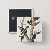 Elfenbein-berechneter Specht, 1829, (Druck) Button (Vorne & Hinten)