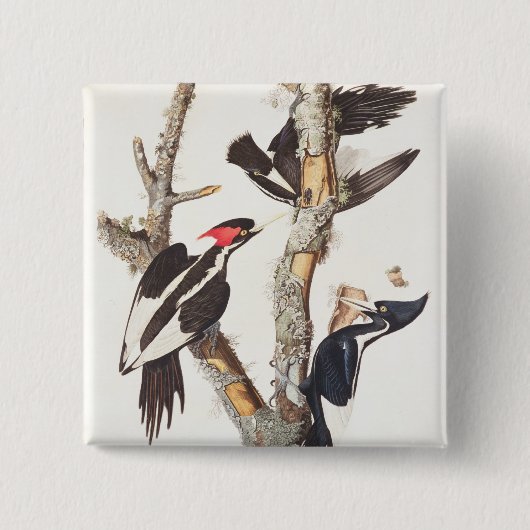 Elfenbein-berechneter Specht, 1829, (Druck) Button (Vorderseite)