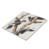 Elfenbein-berechneter Specht, 1829, (Druck) Fliese (Seite)