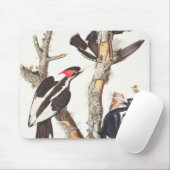 Elfenbein-berechneter Specht, 1829, (Druck) Mousepad (Mit Mouse)