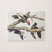 Elfenbein-berechneter Specht, 1829, (Druck) Puzzle (Horizontal)