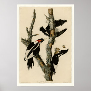 Elfenbein-berechneter Specht Poster