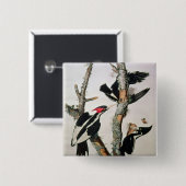 Elfenbein-berechneter Specht, 'von den Vögeln von Button (Vorne & Hinten)