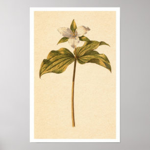 Elfenbein-Trillium 12 x 18 Botanischer Poster