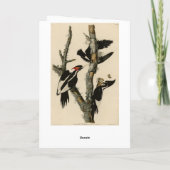 Elfenbeinflecker Audubons Vögel Amerikas Karte (Rückseite)