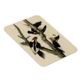 Elfenbeinflecker Audubons Vögel Amerikas Magnet (Rechte Seite)