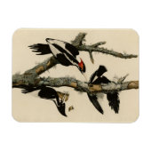 Elfenbeinflecker Audubons Vögel Amerikas Magnet (Horizontal)