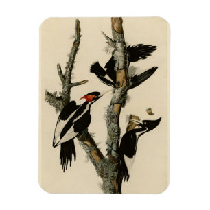Elfenbeinflecker Audubons Vögel Amerikas Magnet