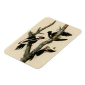 Elfenbeinflecker Audubons Vögel Amerikas Magnet (Linke Seite)