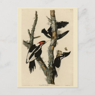 Elfenbeinflecker Audubons Vögel Amerikas Postkarte