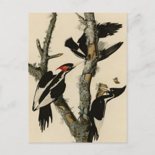 Elfenbeinflecker Audubons Vögel Amerikas Postkarte