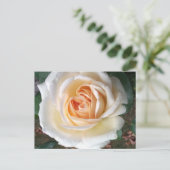 Elfenbeinsommer Rose Postkarte (Stehend Vorderseite)