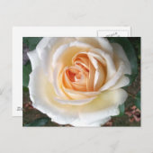Elfenbeinsommer Rose Postkarte (Vorne/Hinten)