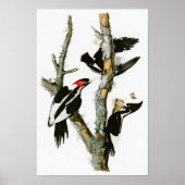Elfenbeinspecht Audubon Birds of America Poster (Vorne)