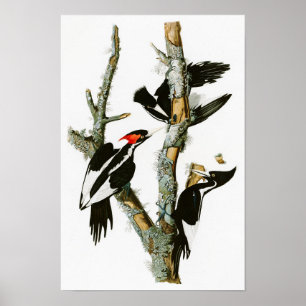Elfenbeinspecht Audubon Birds of America Poster