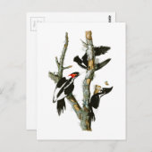Elfenbeinspecht Audubon Birds of America Postkarte (Vorne/Hinten)