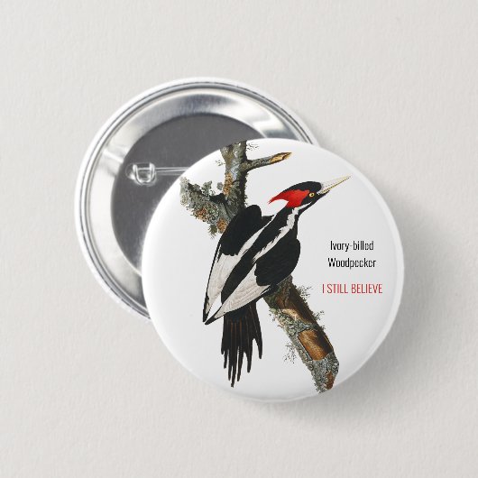 Elfenbeinspecht, Audubon, ich glaube noch, Button (Vorne & Hinten)