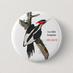 Elfenbeinspecht, Audubon, ich glaube noch, Button